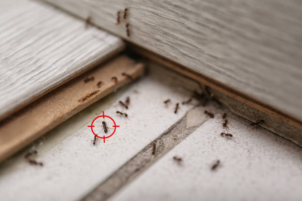 Best Insect Control  in Manchester, TN