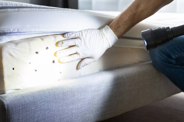 Best Ant Control Services  in Manchester, TN