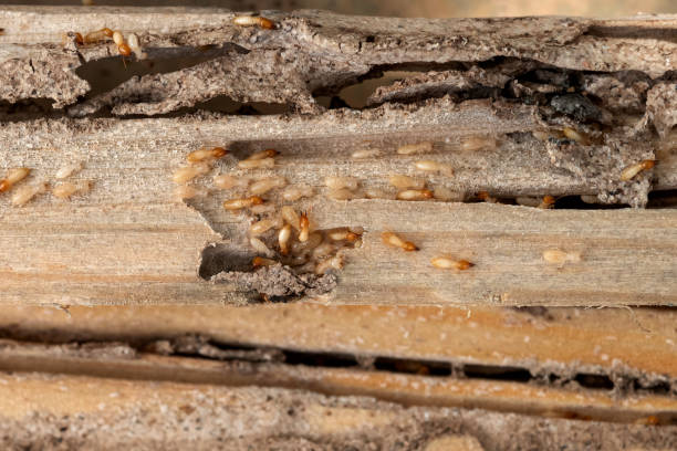 Best Pest Control for Businesses  in Manchester, TN