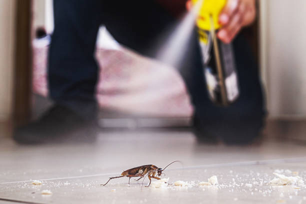 Best Rat Extermination Near Me  in Manchester, TN